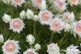 The Best Time to Water Your Garden