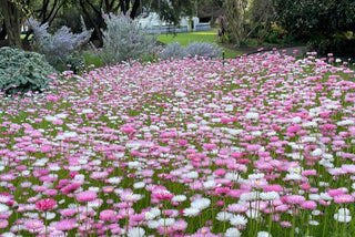 5 Gardening Tips for Beginners
