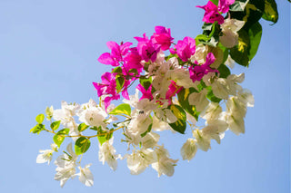 The Most Charming Climbers That Are Easy To Grow