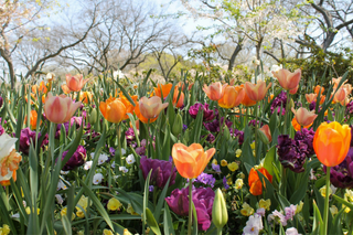 Spring Is Just Around The Corner