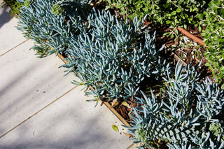 Blue Chalk Sticks - Senecio Serpens