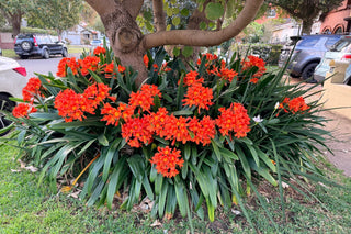 Clivia miniata — Bush Lily