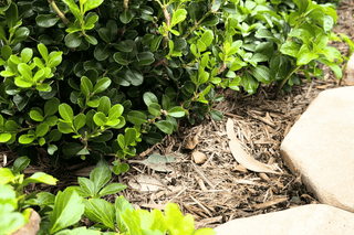 What’s in a Mulch?
