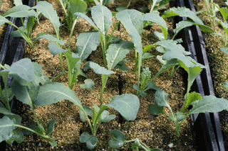When To Start Your Winter Veggies