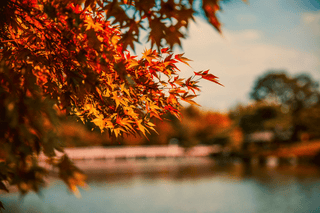 Stunning Deciduous Trees For Your Autumn & Winter Garden