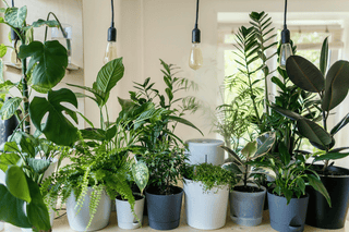 Big Drama Indoors: The Best Indoor Plants For All Your Styling Needs