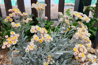 Helichrysum amorginum — Everlasting Daisy