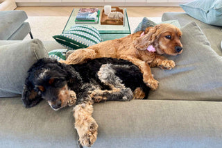 Juliet’s Edit: 5 Clever Ways to Make Pet Zones Look Good