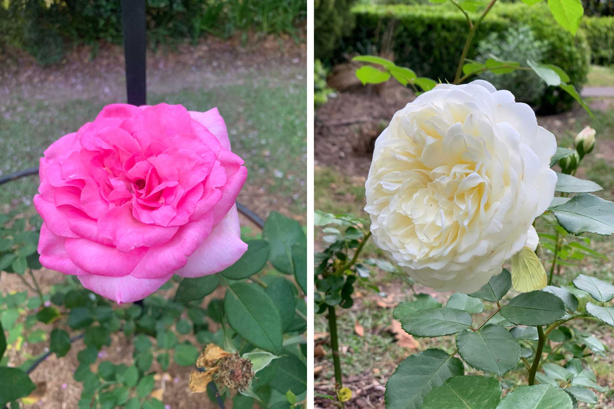 How To Grow Roses For Every Situation – The Living Edit