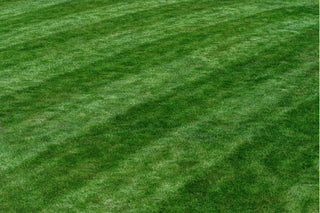 Your Spring Lawn Renovation Guide