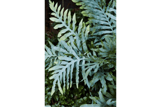 Blue Star Fern